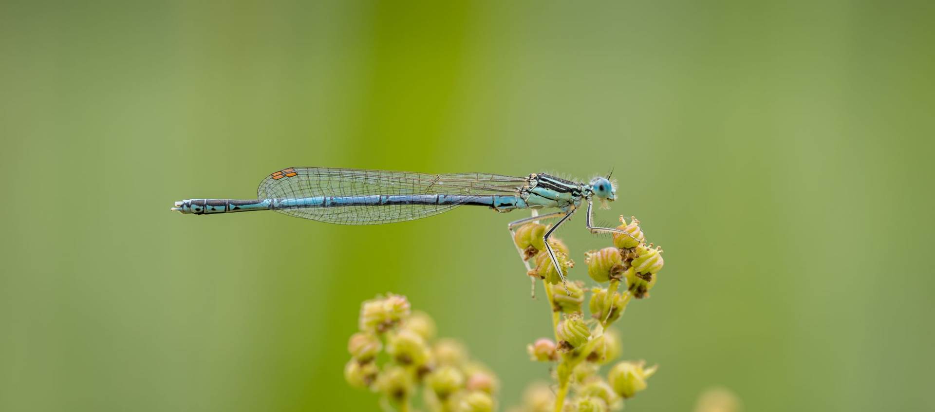 Blaue Federlibelle am Ufer Blaue Federlibelle auf einer Pflanze aus der Nähe.