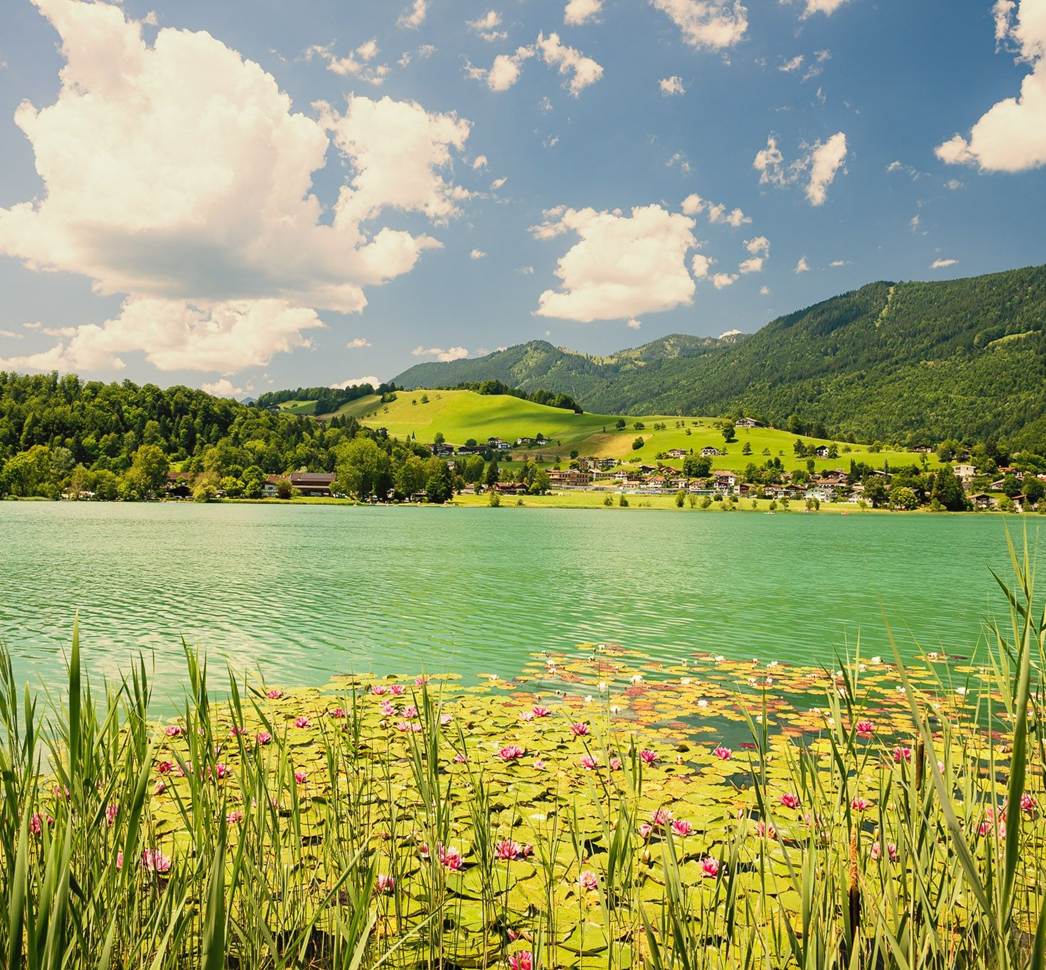 Der Thiersee mit Schilf und Seerosen am Ufer und Hügeln, Häusern und Bergen in der Ferne.