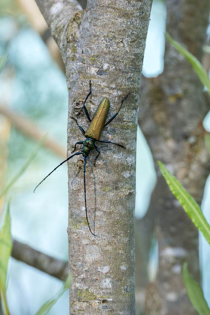Moschusbock mit langen Fühlern Moschusbock auf einem Ast.